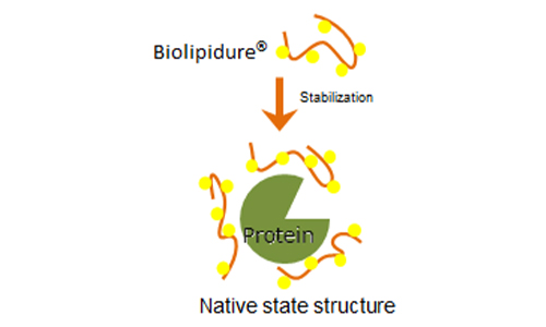 protein-stabilization.jpg
